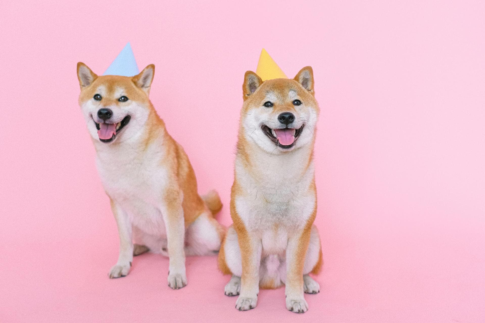 Dog & Cat Vets in Farmington